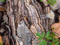 Wucherungen an freiliegender Baumwurzel